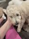 Golden Doodle Puppies for sale in Arma, KS 66712, USA. price: $800