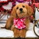 Golden Doodle Puppies for sale in Carrollton, VA 23314, USA. price: NA
