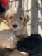 Golden Doodle Puppies for sale in Cullman, AL, USA. price: NA