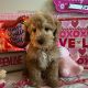 Golden Doodle Puppies for sale in West Palm Beach, FL, USA. price: NA