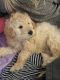 Golden Doodle Puppies for sale in Cleveland, OH 44126, USA. price: $2,000