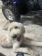 Golden Doodle Puppies for sale in Griffith, IN 46319, USA. price: NA