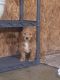 Golden Doodle Puppies for sale in New Haven, IN, USA. price: $450