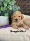 Golden Doodle Puppies for sale in Davenport, FL, USA. price: $1,800