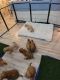 Golden Doodle Puppies for sale in Lansing, MI, USA. price: NA