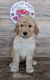 Golden Doodle Puppies for sale in Northeast Township, IN, USA. price: NA