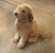 Golden Doodle Puppies for sale in Mason City, IA 50401, USA. price: NA