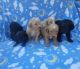 Golden Doodle Puppies for sale in Tuscaloosa, AL, USA. price: NA
