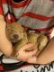 Golden Doodle Puppies for sale in Jefferson, GA 30549, USA. price: NA