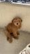 Golden Doodle Puppies for sale in Dallas, TX 75204, USA. price: NA
