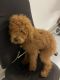 Golden Doodle Puppies for sale in Escondido, CA 92029, USA. price: NA