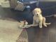 Golden Doodle Puppies for sale in Midlothian, TX, USA. price: NA
