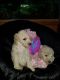 Golden Doodle Puppies for sale in Corbin, KY 40701, USA. price: $1,500