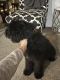 Golden Doodle Puppies for sale in Olathe, KS, USA. price: NA