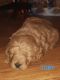 Golden Doodle Puppies for sale in Butler, OH 44822, USA. price: NA