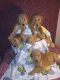 Golden Doodle Puppies for sale in Clinton, TN 37716, USA. price: NA