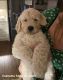 Golden Doodle Puppies for sale in Fort Myers, FL, USA. price: $2,000