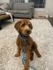 Golden Doodle Puppies for sale in Missouri City, TX, USA. price: $1,500