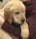 Golden Doodle Puppies for sale in Seattle, WA, USA. price: $1,000