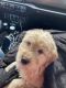 Golden Doodle Puppies for sale in Trenton, MI, USA. price: NA