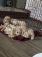 Golden Doodle Puppies for sale in Anderson, IN, USA. price: NA
