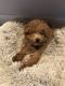 Golden Doodle Puppies for sale in Lehi, UT, USA. price: $270,000