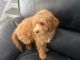Golden Doodle Puppies for sale in Westlake, OH 44145, USA. price: NA