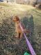 Golden Doodle Puppies for sale in Anne Arundel County, MD, USA. price: NA