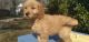 Golden Doodle Puppies for sale in Jacksonville, FL 32221, USA. price: $2,000