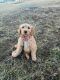 Golden Doodle Puppies for sale in Imperial, MO, USA. price: NA