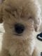 Golden Doodle Puppies for sale in 2115 Winger Ave, Haines City, FL 33844, USA. price: $5,000