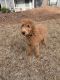 Golden Doodle Puppies for sale in Norcross, GA, USA. price: $1,750