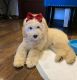 Golden Doodle Puppies for sale in San Diego, CA, USA. price: $1,550