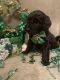 Golden Doodle Puppies for sale in Rockville, MN, USA. price: NA