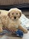 Golden Doodle Puppies for sale in Blackfoot, ID 83221, USA. price: $600