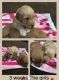 Golden Doodle Puppies for sale in Billings, MT, USA. price: NA