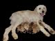Golden Doodle Puppies for sale in Kalamazoo, MI, USA. price: NA