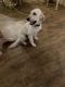 Golden Doodle Puppies for sale in Fort White, FL 32038, USA. price: $800