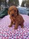 Golden Doodle Puppies for sale in Rexford, MT 59930, USA. price: $1,500