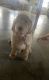 Golden Doodle Puppies for sale in Toledo, OH, USA. price: NA