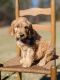 Golden Doodle Puppies for sale in Wagener, SC 29164, USA. price: $1,200