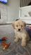 Golden Doodle Puppies for sale in Dallas, TX, USA. price: $900