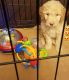 Golden Doodle Puppies for sale in Fort Wayne, IN, USA. price: $1,400