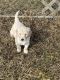 Golden Doodle Puppies for sale in Marshall, MI 49068, USA. price: $1,000