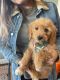 Golden Doodle Puppies for sale in Mesa, AZ, USA. price: $2,000
