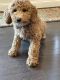 Golden Doodle Puppies for sale in Chantilly, VA, USA. price: $3,000
