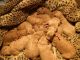Golden Doodle Puppies for sale in Fredericktown, MO 63645, USA. price: NA