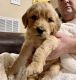Golden Doodle Puppies for sale in Macon, GA, USA. price: $1,800