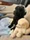 Golden Doodle Puppies for sale in Glen Burnie, MD, USA. price: NA