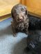 Golden Doodle Puppies for sale in AMELIA CT HSE, VA 23002, USA. price: $1,500